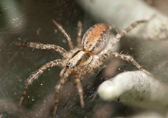 Corner spider - Hololena sp.