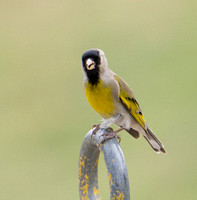 Lawrence's Goldfinch - Spinus lawrencei