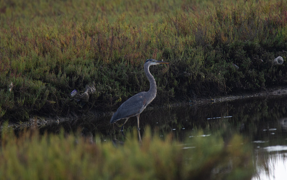 Great Blue Heron - Ardea herodias