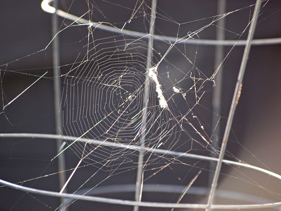 Orb weaver - Metepeira sp.