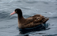 Short-tailed Albatross - Phoebastria albatrus