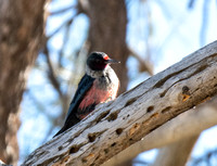 Lewis's Woodpecker - Melanerpes lewis