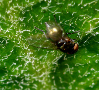 Leaf-miner fly - Unidentified sp.