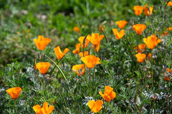 California poppy - Eschscholzia californica