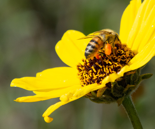 California brittlebush - Encelia californica