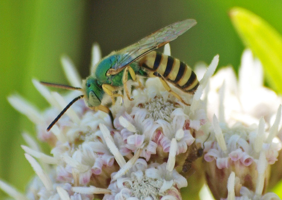 Sweat bee 1 - Agapostemon sp.