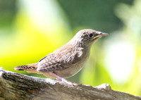 Northern House Wren - Troglodytes aedon