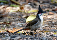 Red-whiskered Bulbul - Pycnonotus jocosus
