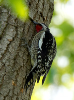 Red-naped Sapsucker - Sphyrapicus nuchalis
