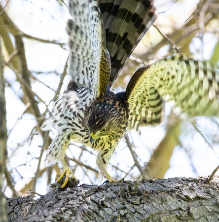 Cooper's Hawk - Astur cooperii