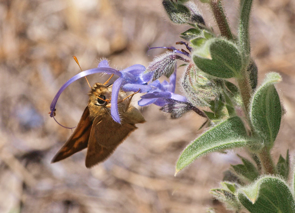 Woodland skipper - Ochlodes sylvanoides on Vinegar Weed - Trichostema lanceolatum