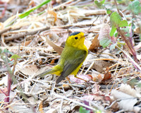 Wilson's Warbler - Cardellina pusilla