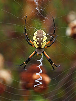 Yellow garden spider - Argiope aurantia