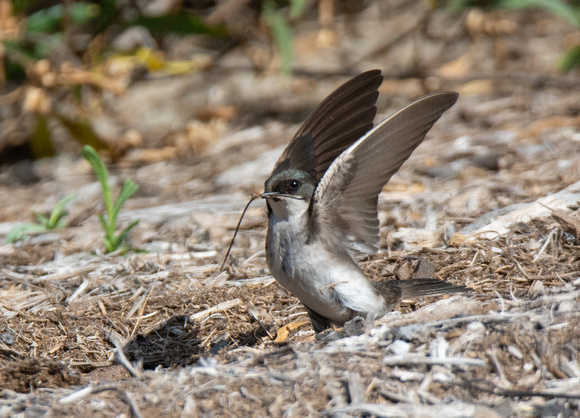 Tree Swallow - Tachycineta bicolor