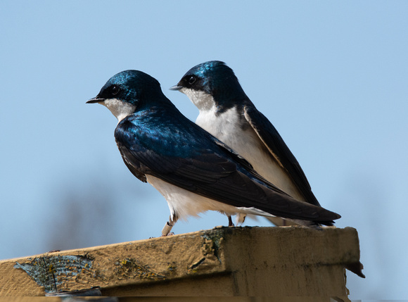 Tree Swallow - Tachycineta bicolor