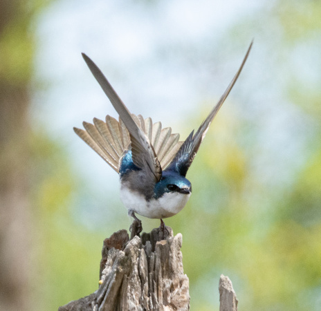 Tree Swallow - Tachycineta bicolor