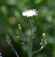California Chicory - Rafinesquia californica