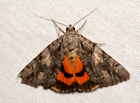 Verrill's Underwing - Catocala verrilliana