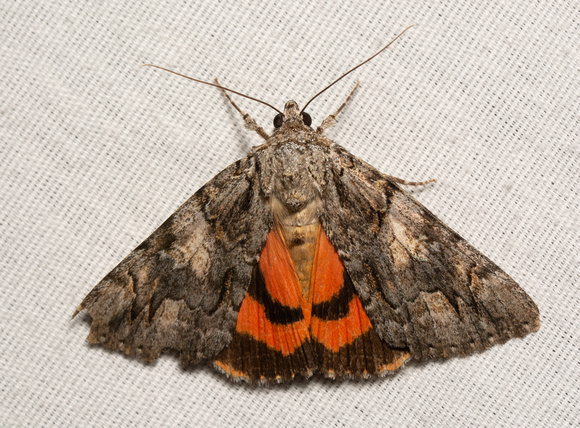 Verrill's Underwing - Catocala verrilliana