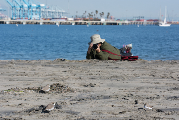Snowy Plover - Anarhynchus nivosus and Photographer - Merrylus friendus