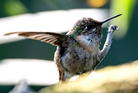 Calliope Hummingbird - Selasphorus calliope