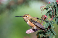 Rancho Los Cerritos Historic Site Bird Count 05-08-2015