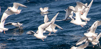 Bonaparte's Gull - Chroicocephalus philadelphia