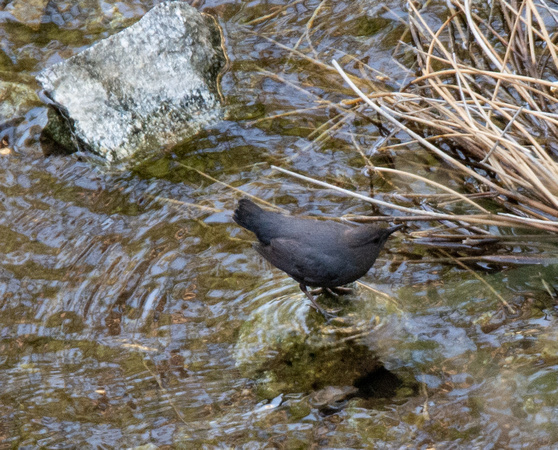 American Dipper - Cinclus mexicanus