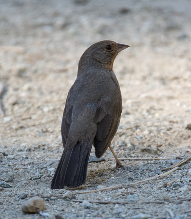 California Towhee - Melozone Crissalis