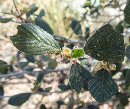 Mountain Mahogany - Cercocarpus sp.