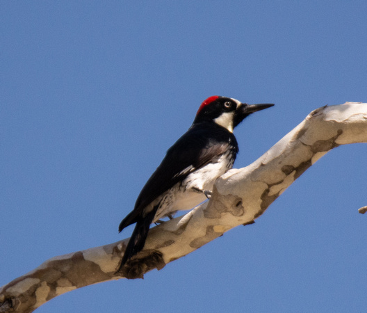 Acorn Woodpecker - Melanerpes formicivorus