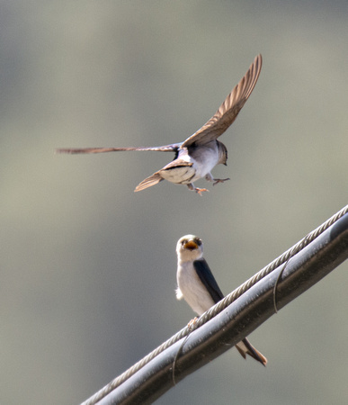 Violet-green Swallow - Tachycineta thalassina