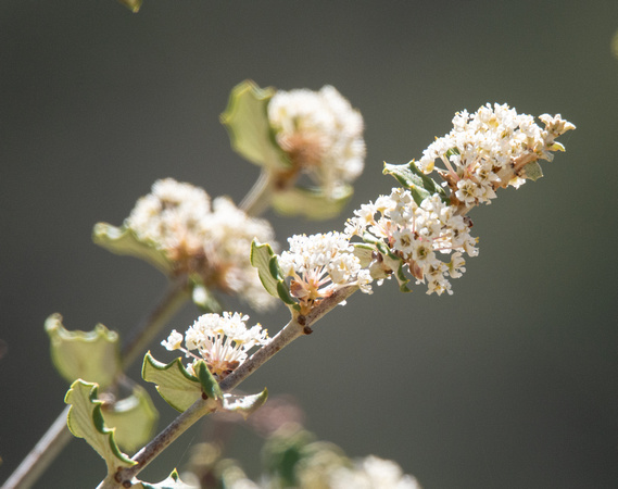 Hoaryleaf Ceanothus - Ceanothus crassifolius