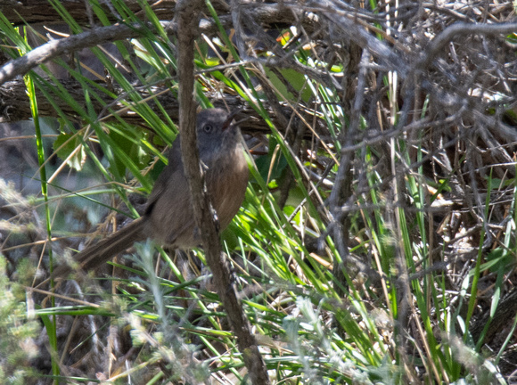 Wrentit - Chamaea fasciata