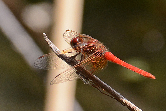 Cardinal Meadowhawk - Sympetrum illotum