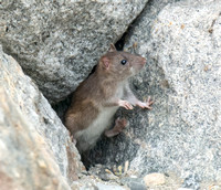 Brown Rat - Rattus norvegicus