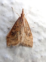 Pearl moth - Udea sp.