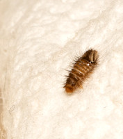 Carpet beetle - Anthrenus sp.