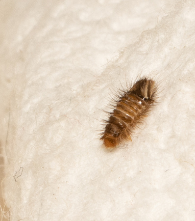 Carpet beetle - Anthrenus sp.