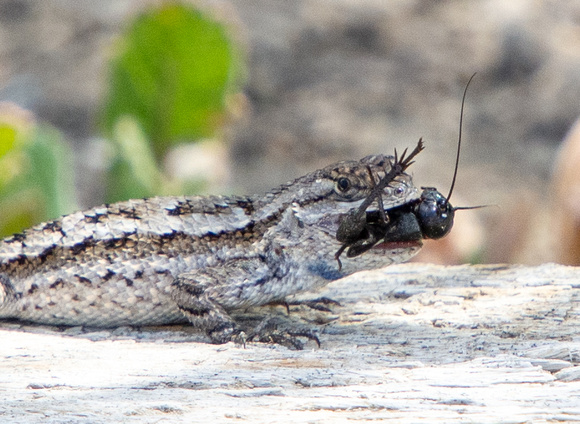 Field cricket - Gryllus sp., Western Fence Lizard - Sceloporus occidentalis