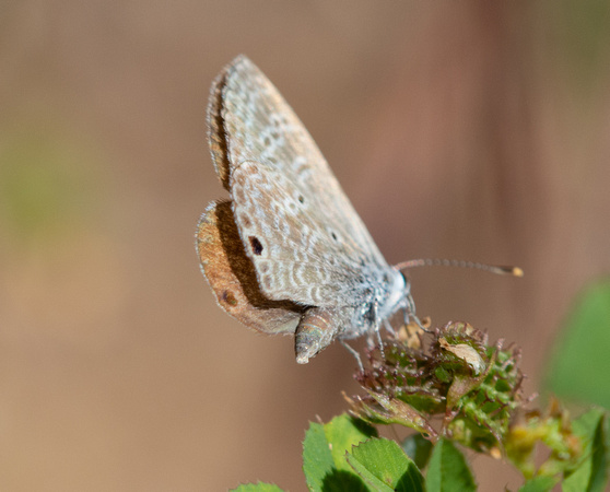 Ceraunus Blue - Hemiargus ceraunus