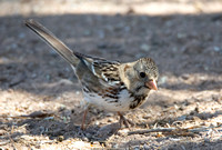 Harris's Sparrow - Zonotrichia querula