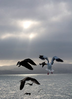 Morning gulls