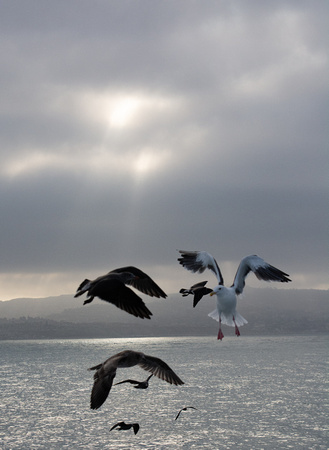 Morning gulls