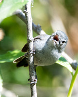 California Gnatcatcher - Polioptila californica
