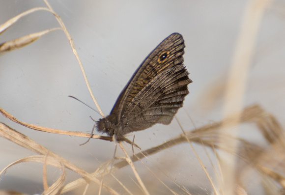 Great Basin Wood Nymph - Cercyonis sthenele