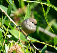 Bushtit - Psaltriparus minimus