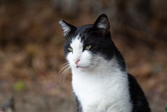 Ferral cat