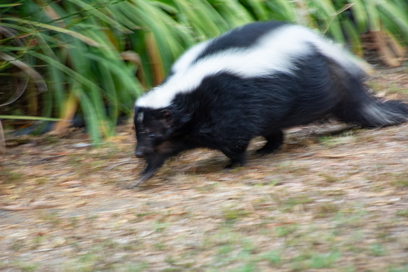 Striped skunk -  Mephitis mephitis