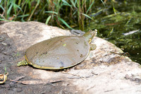 spiny softshell turtle - Apalone spinifera